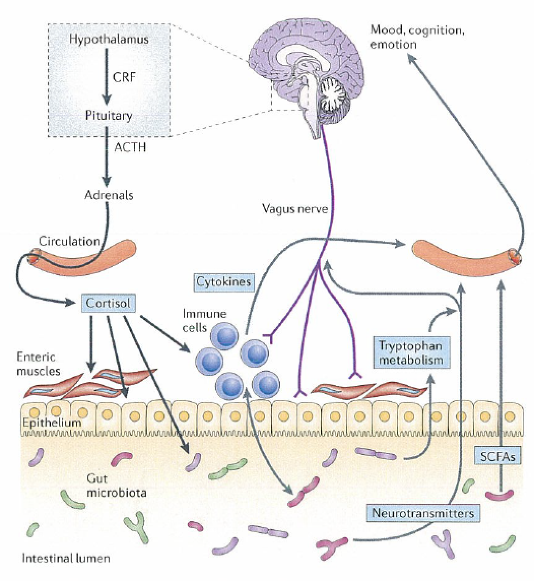 pathwaysgutmicrobes